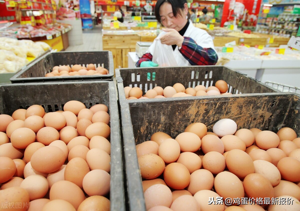 午间鸡蛋价格，2020年12月18日河北馆陶辛集鸡蛋价格下跌
