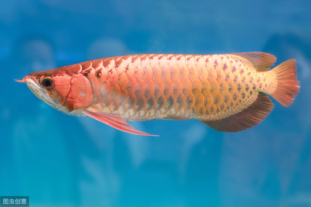 龍魚太難養?做好這4點,龍魚混養也沒事