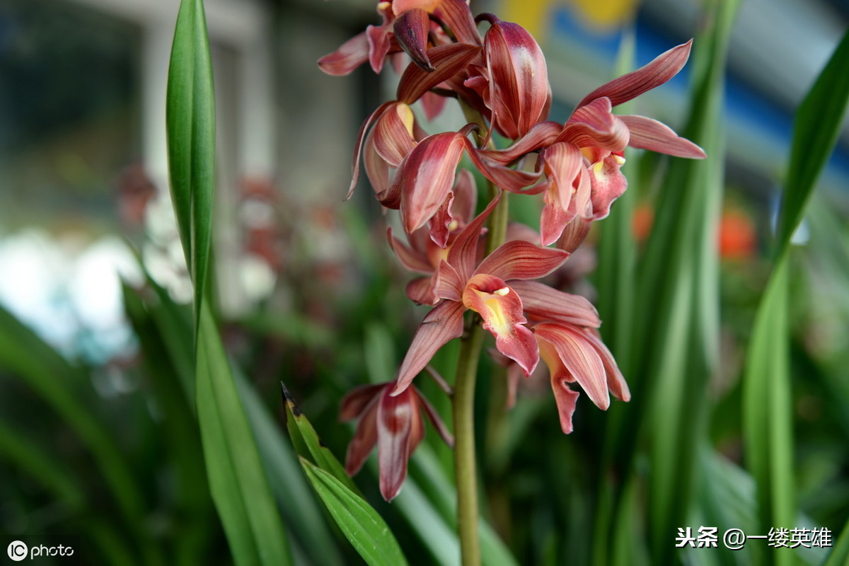 走進《百花詩》中的蘭花詩,品味蘭花的神韻,感受