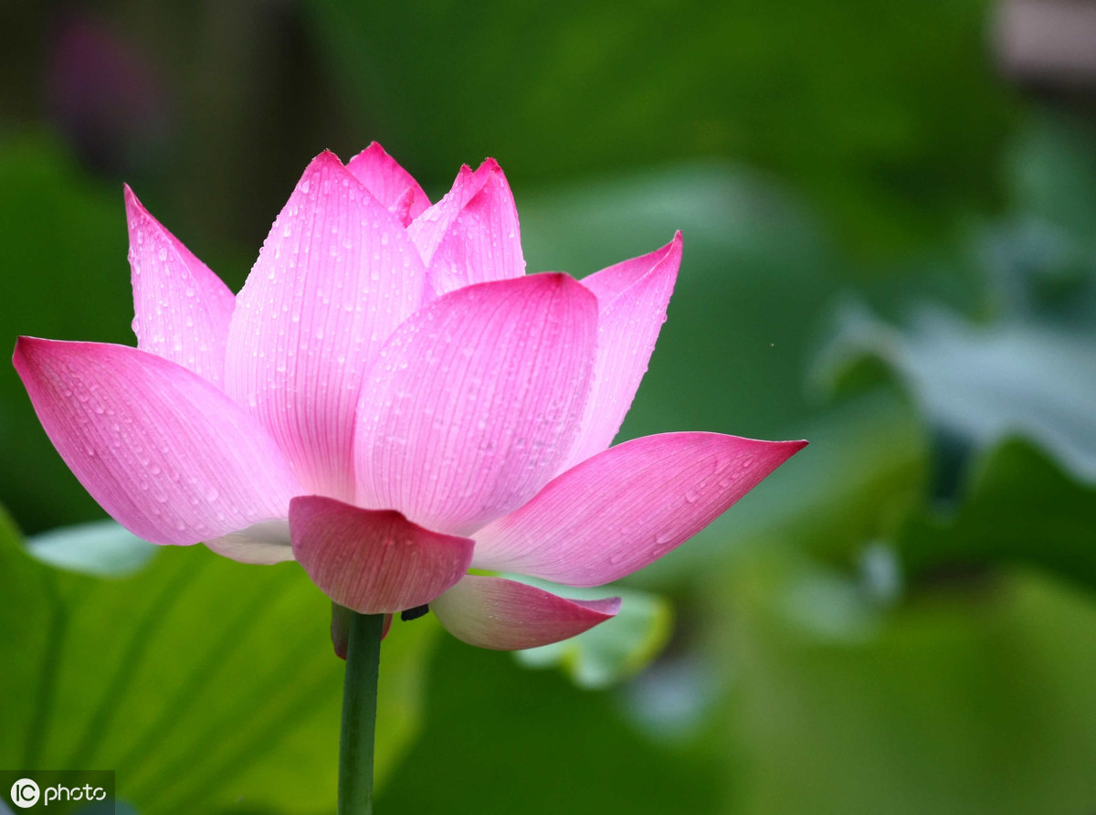 鲜花的短暂与假花的永恒——两者之间，你觉得哪个更美好？