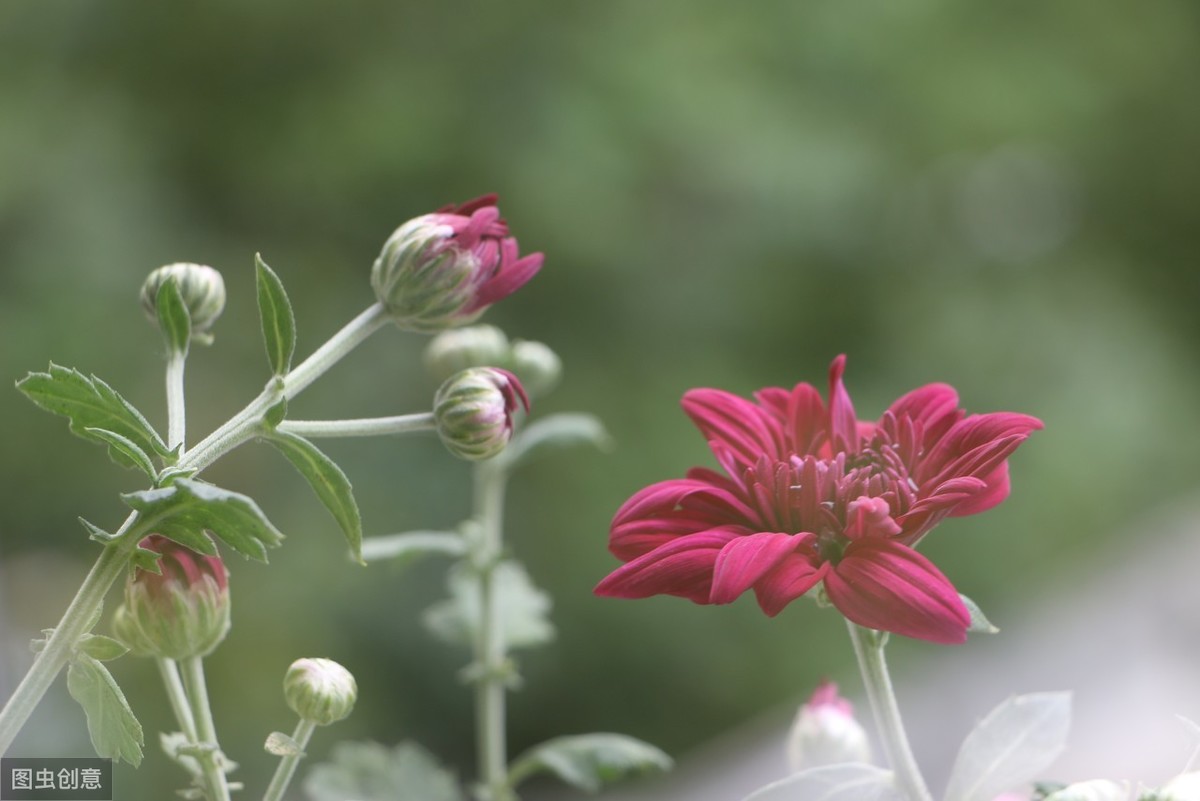 诗词｜菊残犹有傲霜枝，此花开尽更无花