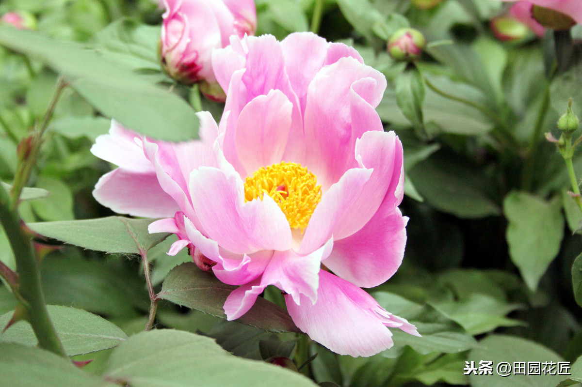 芍药的种植方法及时间（芍药的种植方法及时间图片）-第2张图片-巴山号