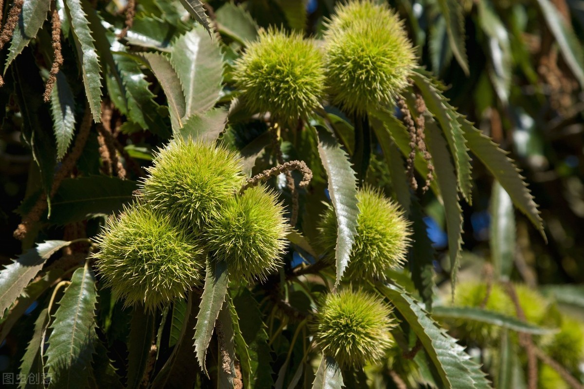 ​板栗栽植技术，老农和大家谈谈，非常值得看的一篇文章