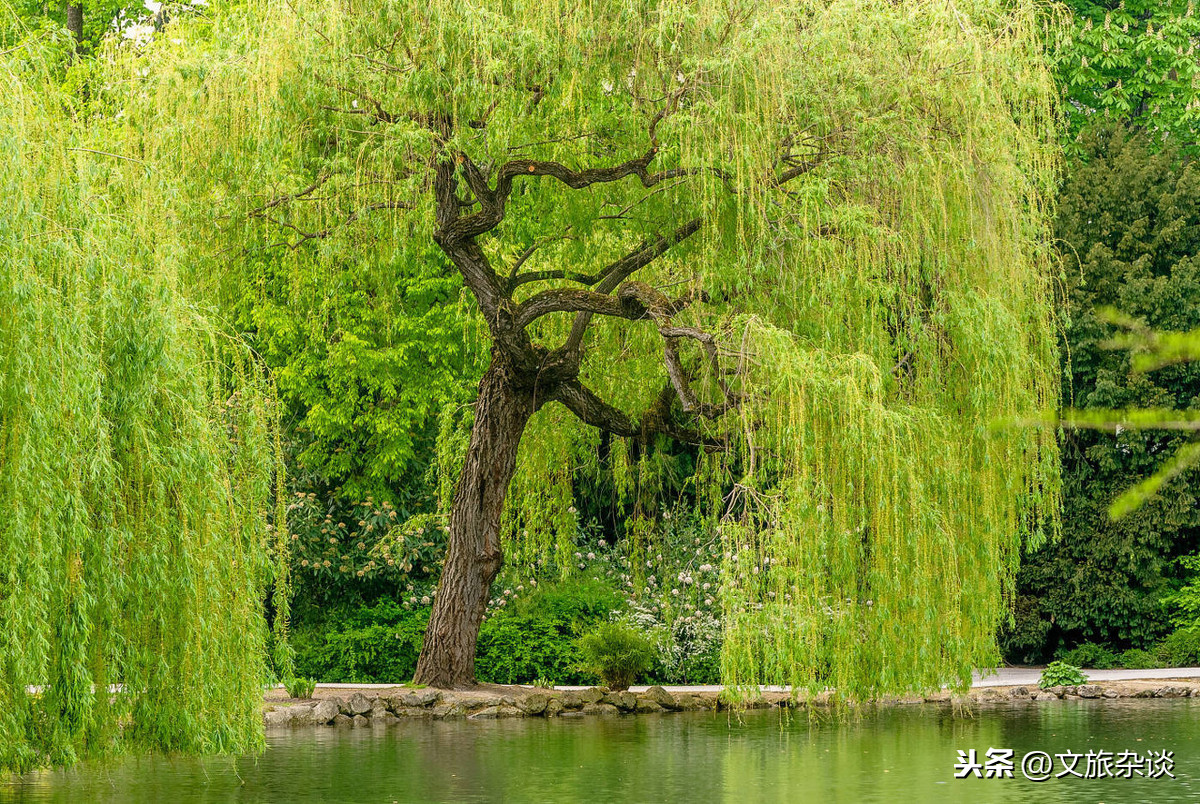 讀詩|草長鶯飛二月天,拂堤楊柳醉春煙—十二首經典詠柳詩詞