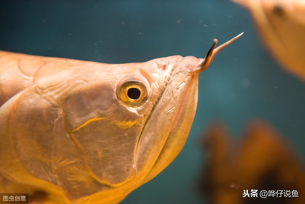 从一见钟情到始乱终弃，南美银龙鱼为何沦为亚洲龙鱼的练手鱼？