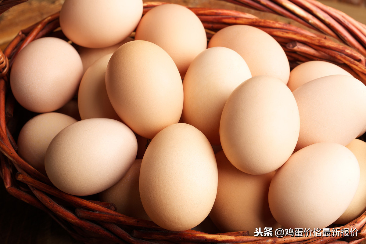 中国今日蛋价查询（今日全国蛋价查询）