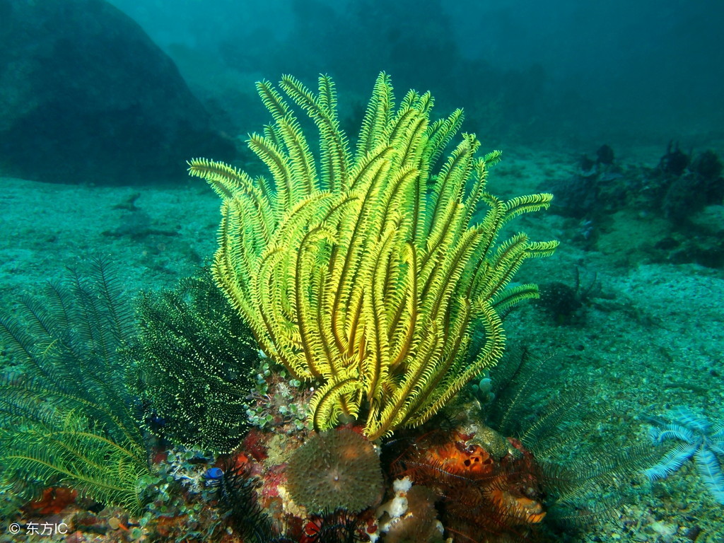 大部分人并不知道珊瑚是什么！