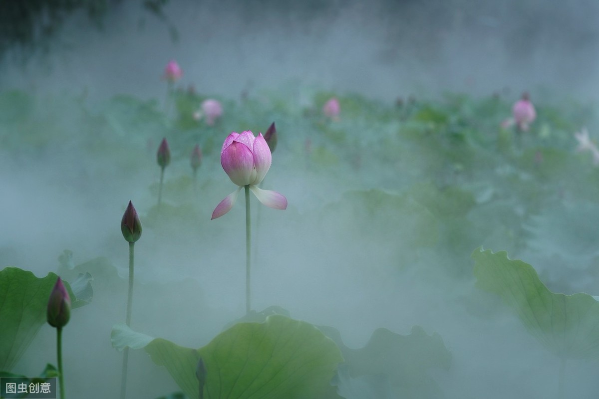 雨中的荷花，浸透了宋词的无穷韵味.......