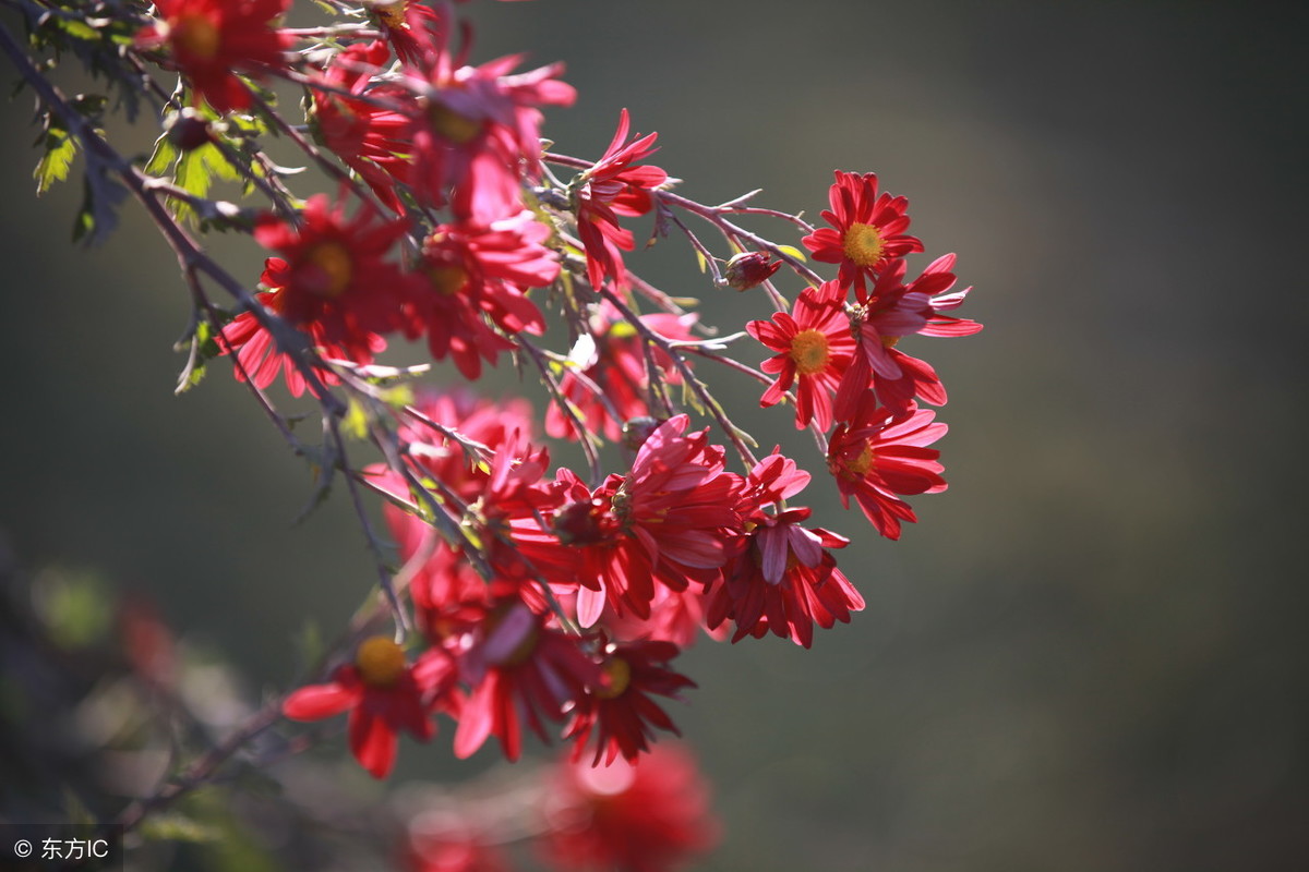 七绝 · 秋菊