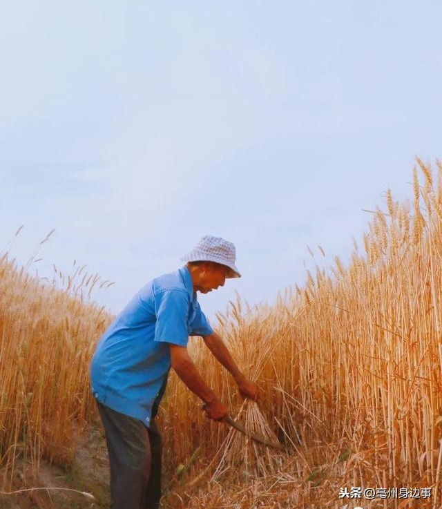 走拍蒙城，蒙城小麦收割啦