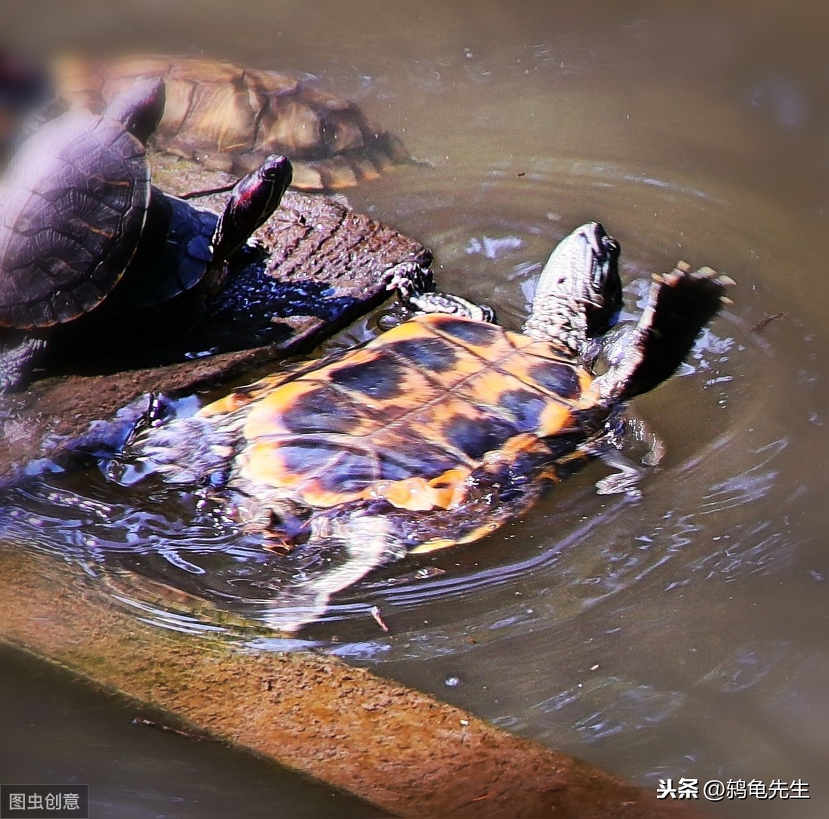 跳水怎么才能不呛水(辟谣：乌龟呛水是因为水位太深？不，呛水的症状和真正原因要知道)