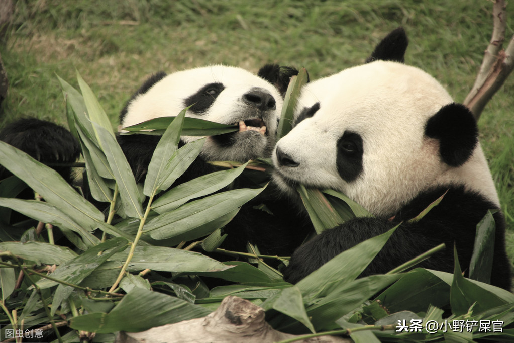 大熊猫为什么是国宝(世界上动物千千万，为什么只有大熊猫是国宝？《山海经》来告诉你)