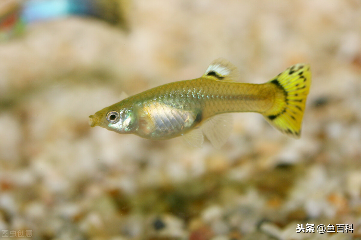 孔雀魚懷孕多久生小魚?像這樣調節環境,1個月就能生