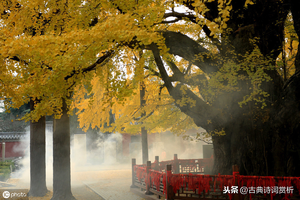 何须浅碧轻红色，自是花中第一流 李清照咏桂花，堪称咏物词巅峰