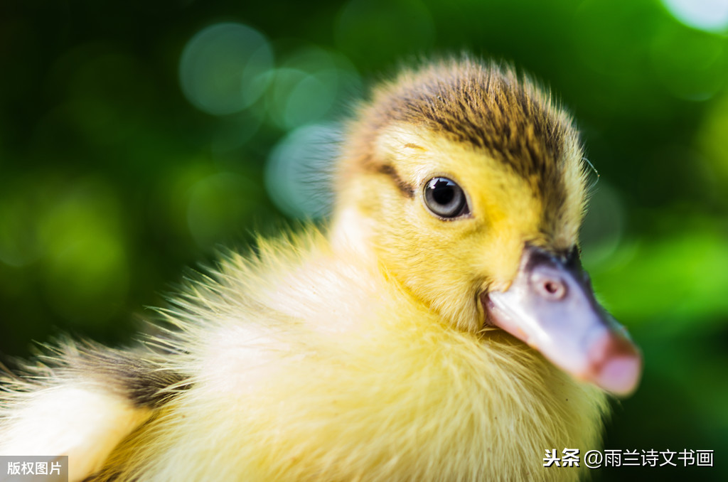 我家的白鹅小姐之二：鹅宝宝终于成了迷人的白鹅少女