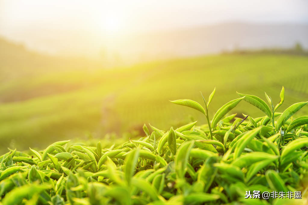 愿品醉茶一道，不沾烈酒一滴：中国茶文化中的禅意之美