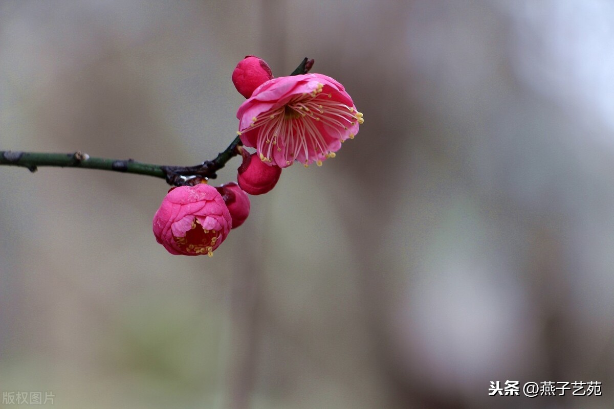 七绝立春是什么东西（关于立春的十二首诗）