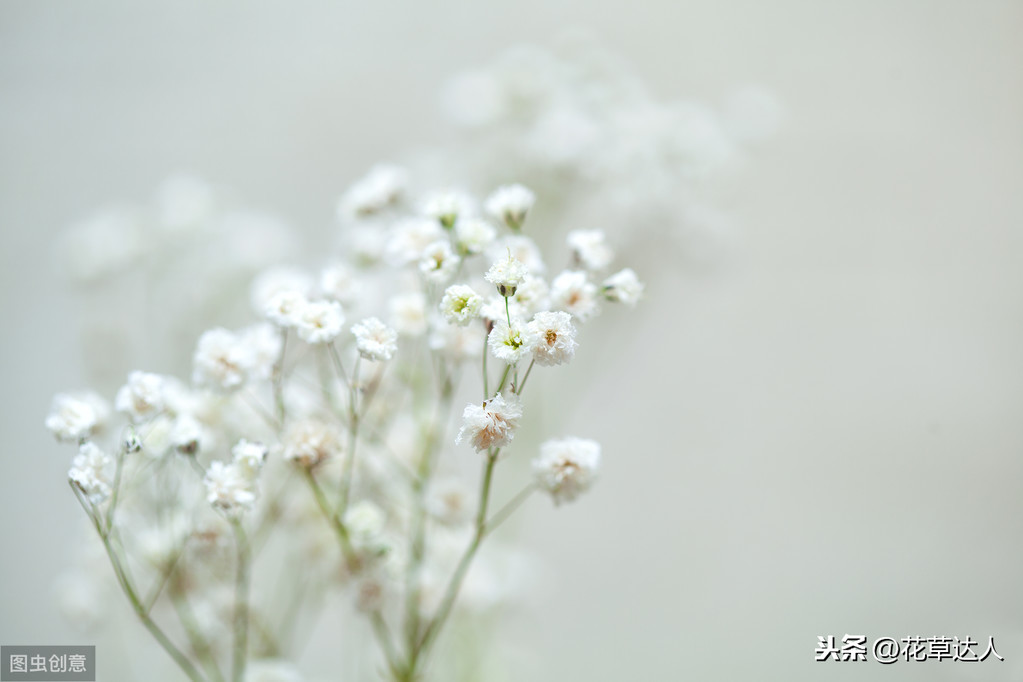 蓝色的满天星代表什么（满天星的寓意和传说）