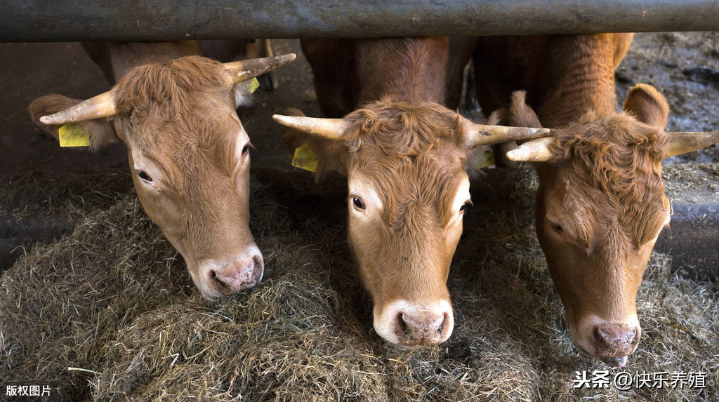 一头牛犊要12000元，养牛还能赚钱吗？