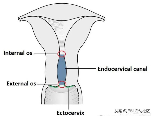 子宫颈是什么样的(女性生殖解剖（子宫部分）)