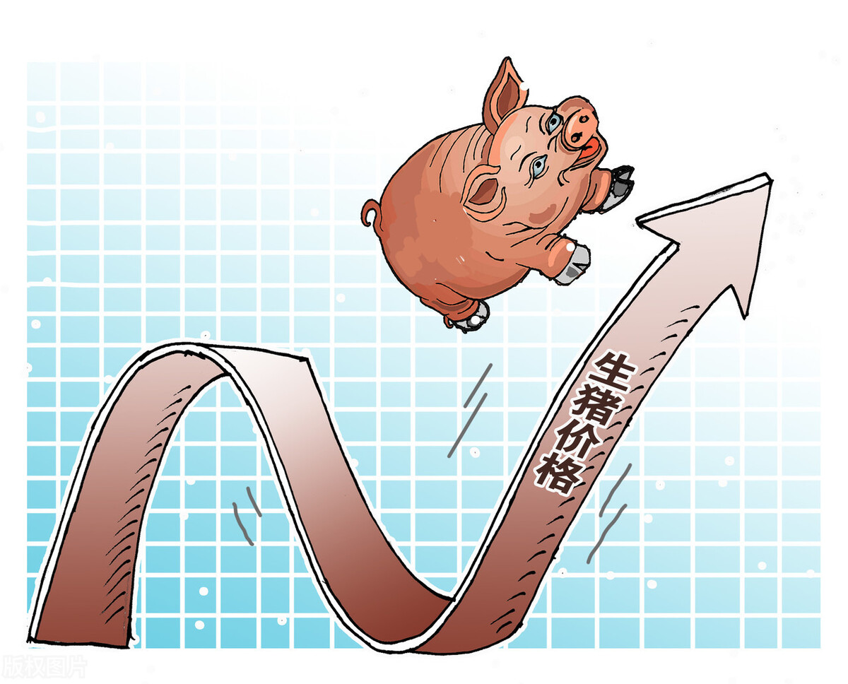 昌图肥猪价格今日猪价预测「今日平度肥猪价格」