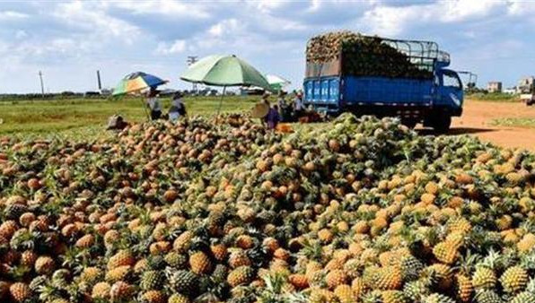 菠萝一斤2元，凤梨卖9元，为何农民不选择种植凤梨？