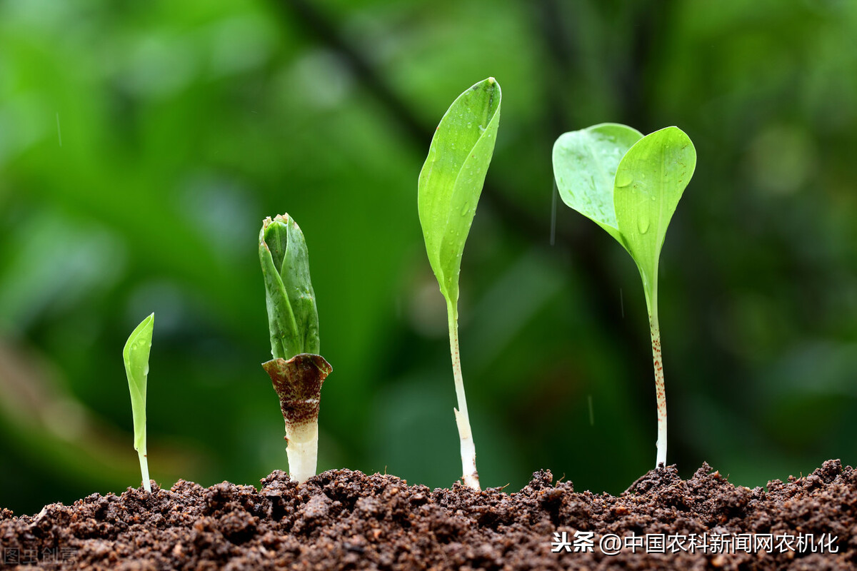 黄芪种植,黄芪种植技术及亩收益