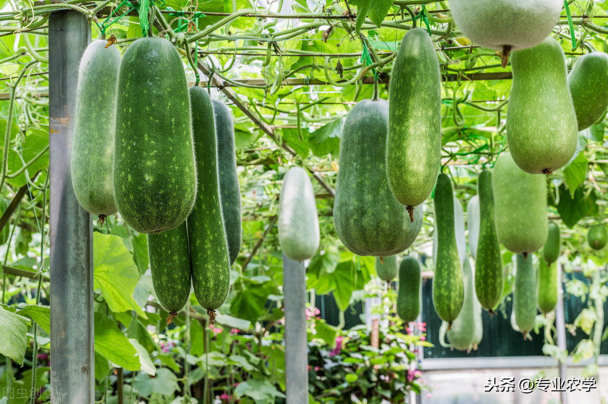 露地冬瓜种植时间及技术要点（冬瓜露天种植时间和方法）-第2张图片-昕阳网