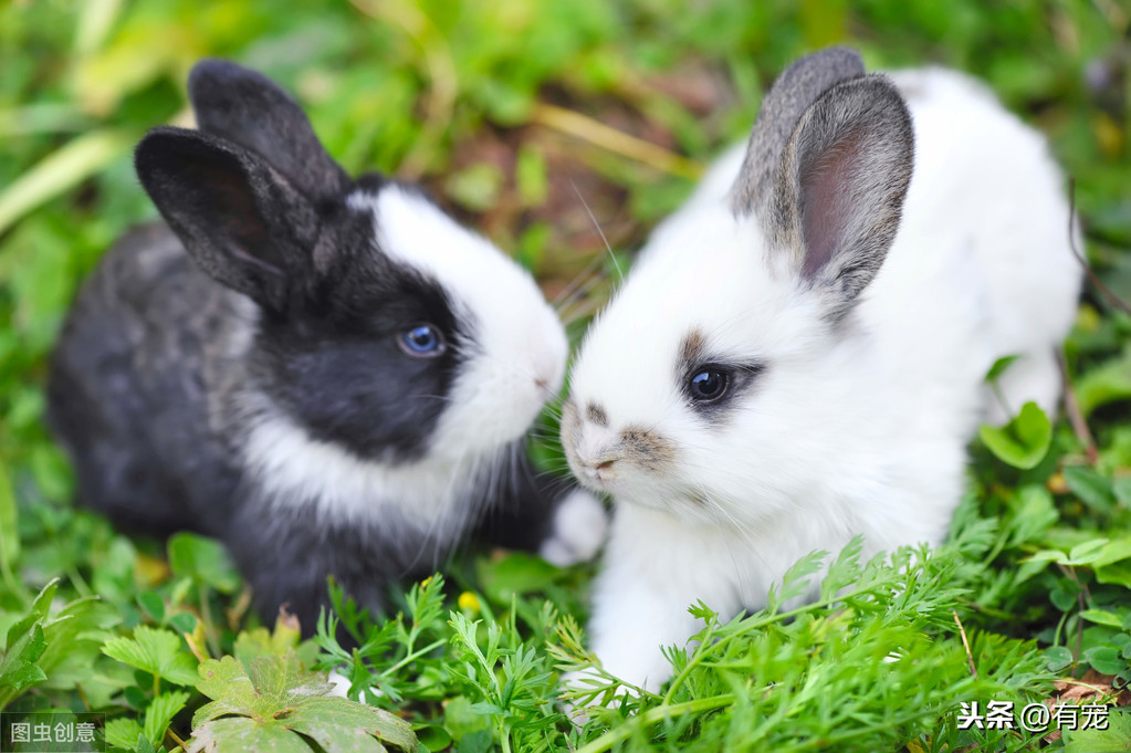 5种最受欢迎的兔子，你见过几种呢？