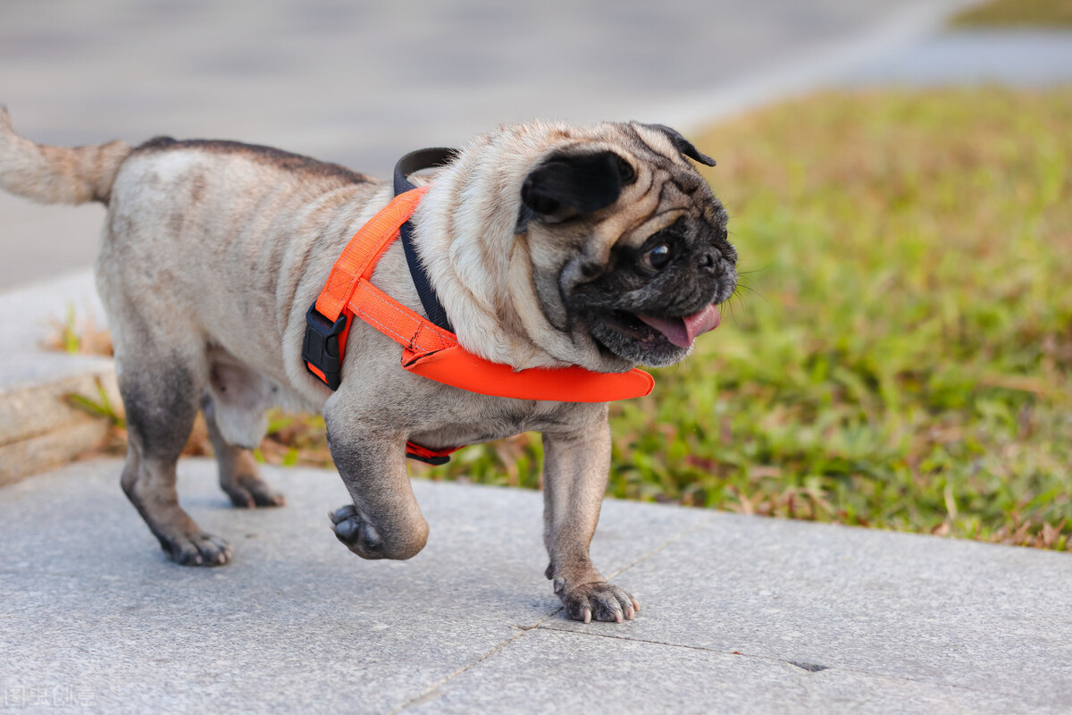 小型犬有哪些品种（受欢迎的小型犬文章分享）