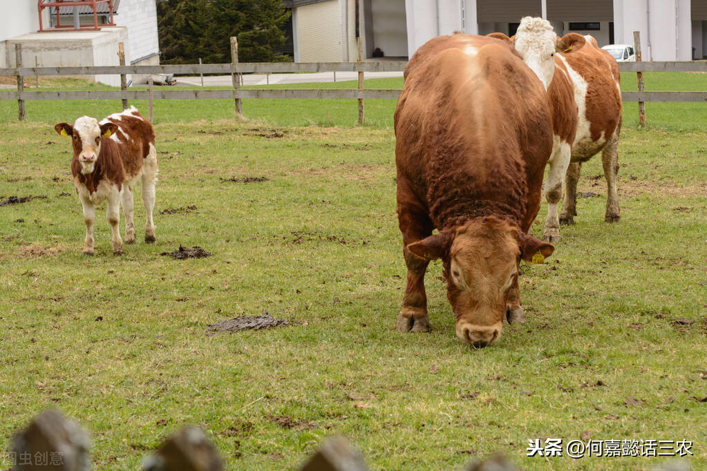 肉牛养殖技术（肉牛养殖生产流程及技术指南）