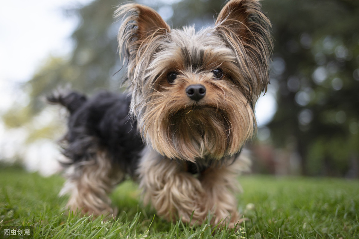 盘点最爱叫的小型犬，养过的都说吵到崩溃