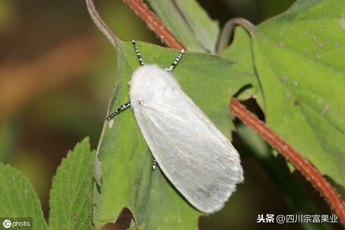 锯齿状触角图片