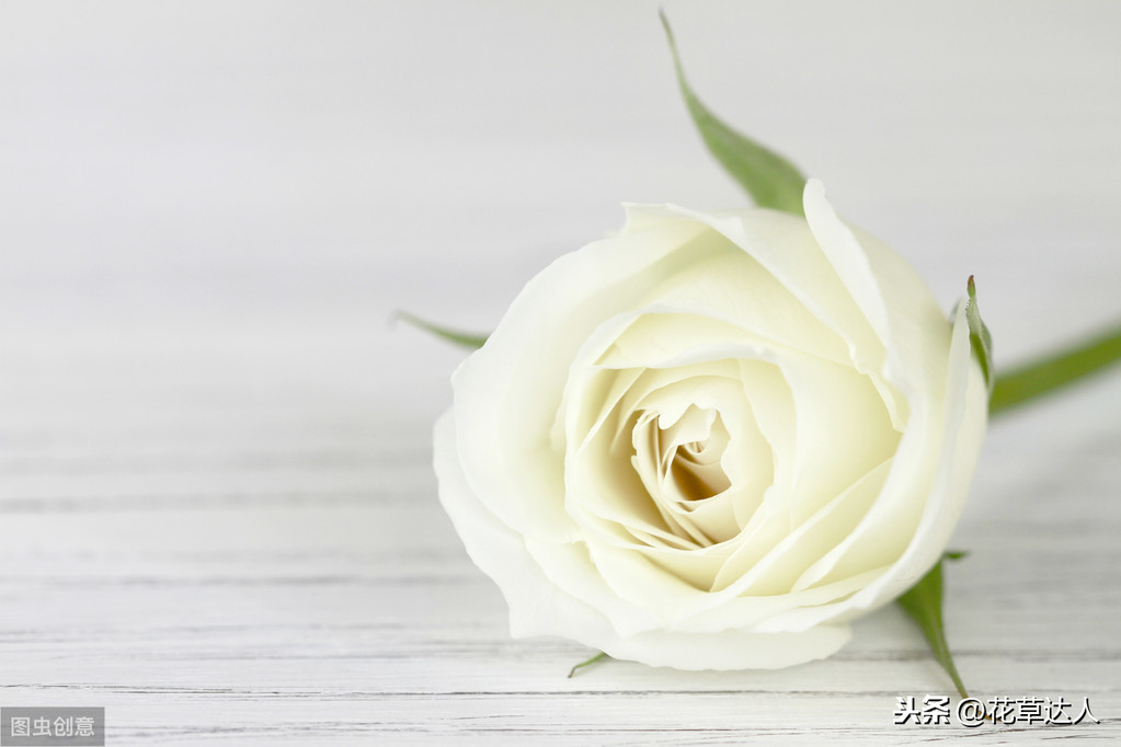 白玫瑰花语是什么（不同数量白玫瑰的寓意及花语）