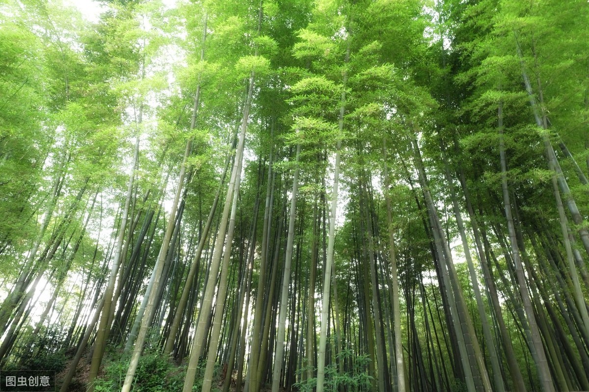 读诗|云赏花4：竹——千磨万击还坚劲