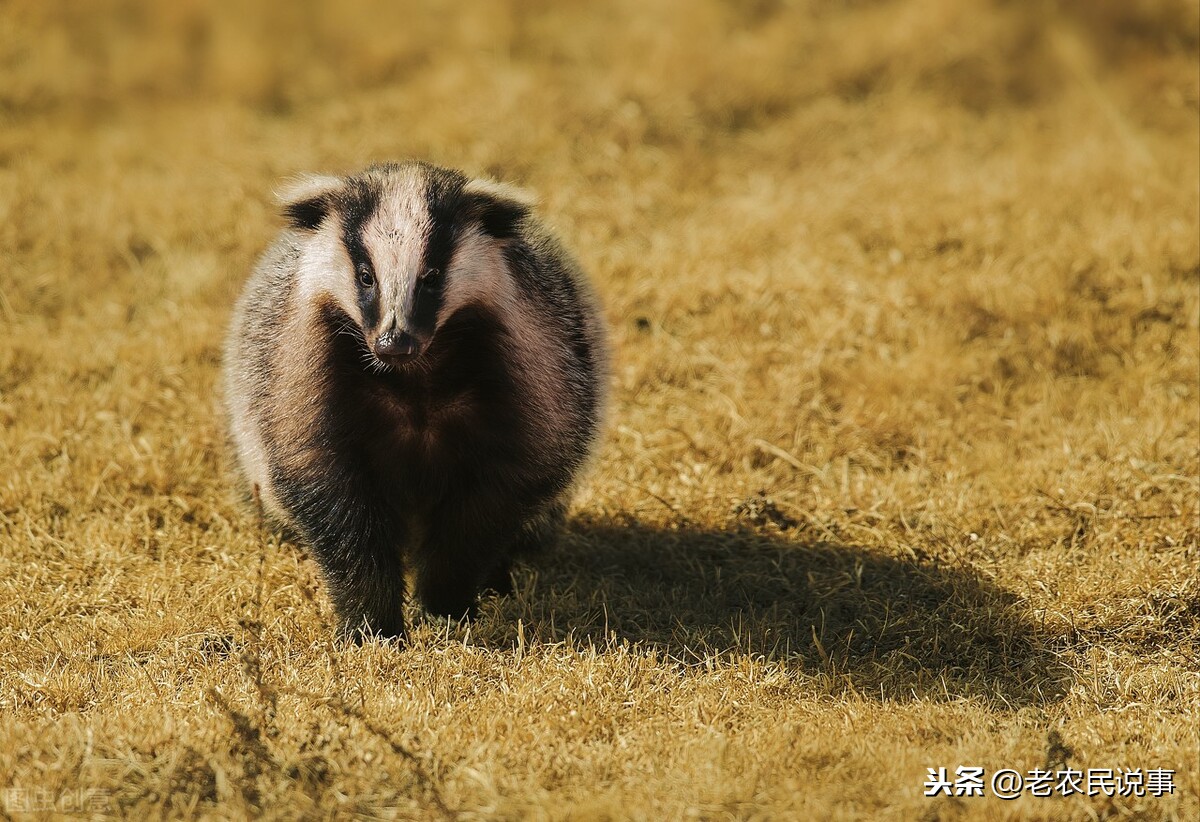 獾是什么动物(农村俗语:宁招独身狼,不惹邪性獾,獾是什么动物?