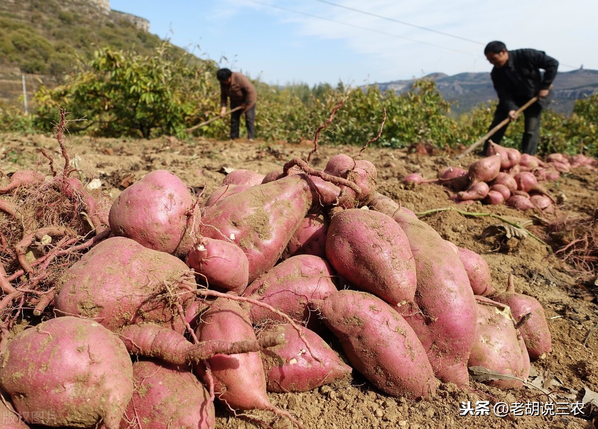 红薯亩产量一般多少斤（适合春栽的苏薯8号红薯）