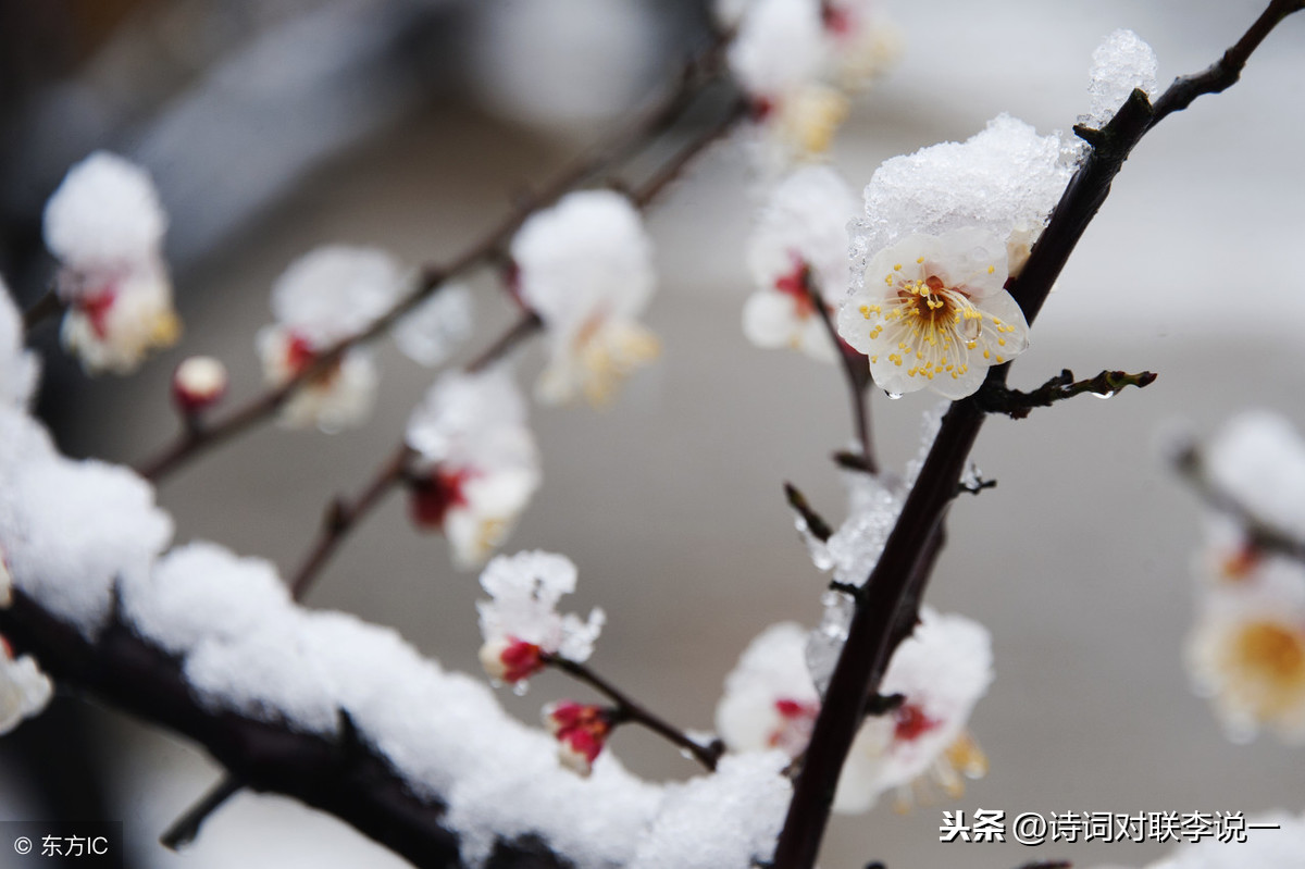 描写冬日雪后，池边梅花新开，疏影横斜情景上联：小梅疏影斜临水