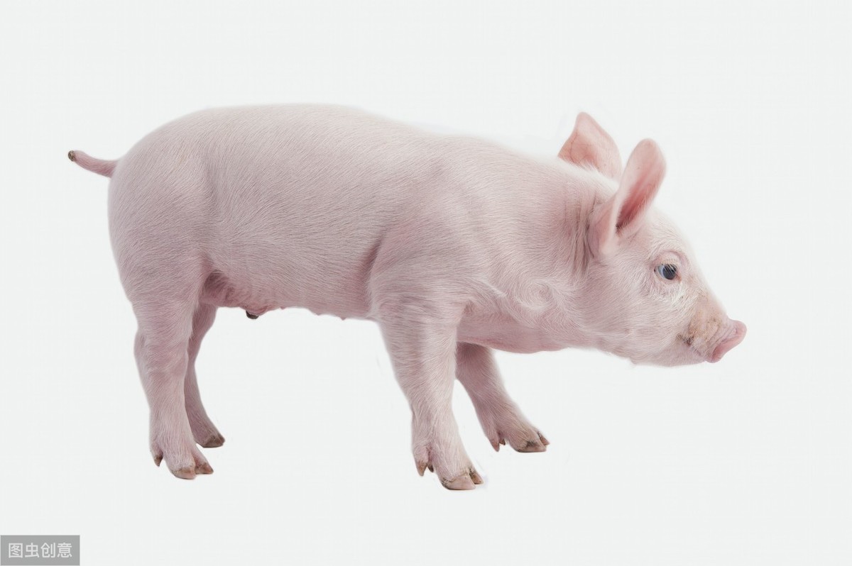 养猪丨常见氯霉素类抗生素有几种，在养猪中如何正确应用？