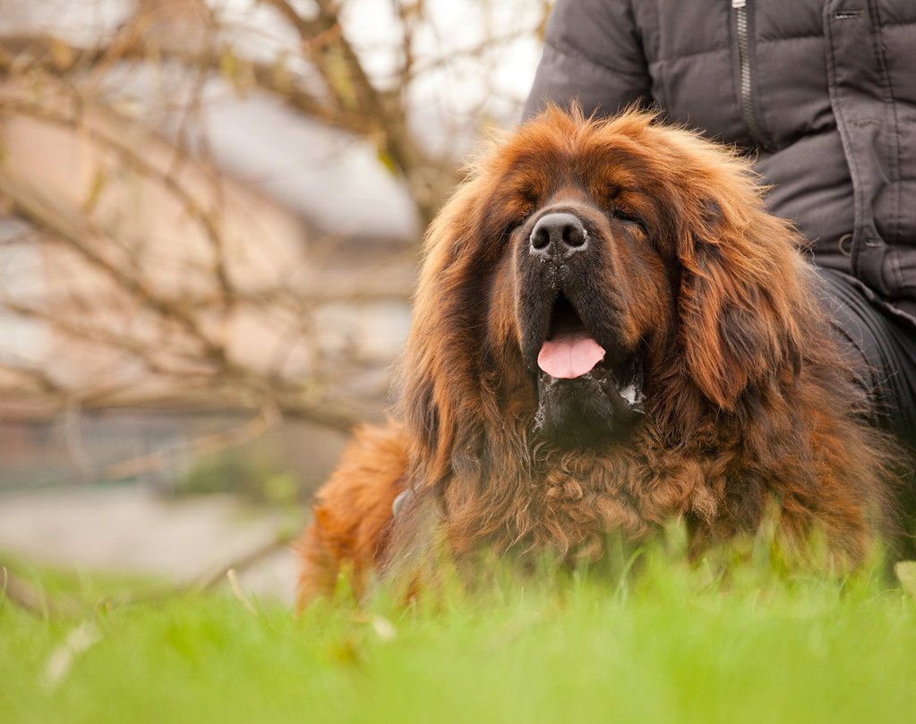 比特犬和藏獒哪个厉害（详解2种狗狗的优缺点）