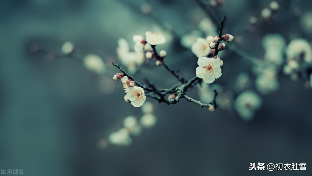 梅花麗句:滿城桃李不能春,獨向雪花深處,露花身