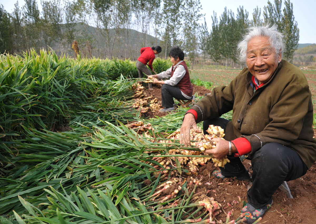 “姜你军”重出江湖，2个月大涨6元，农民却不卖：坐等涨价