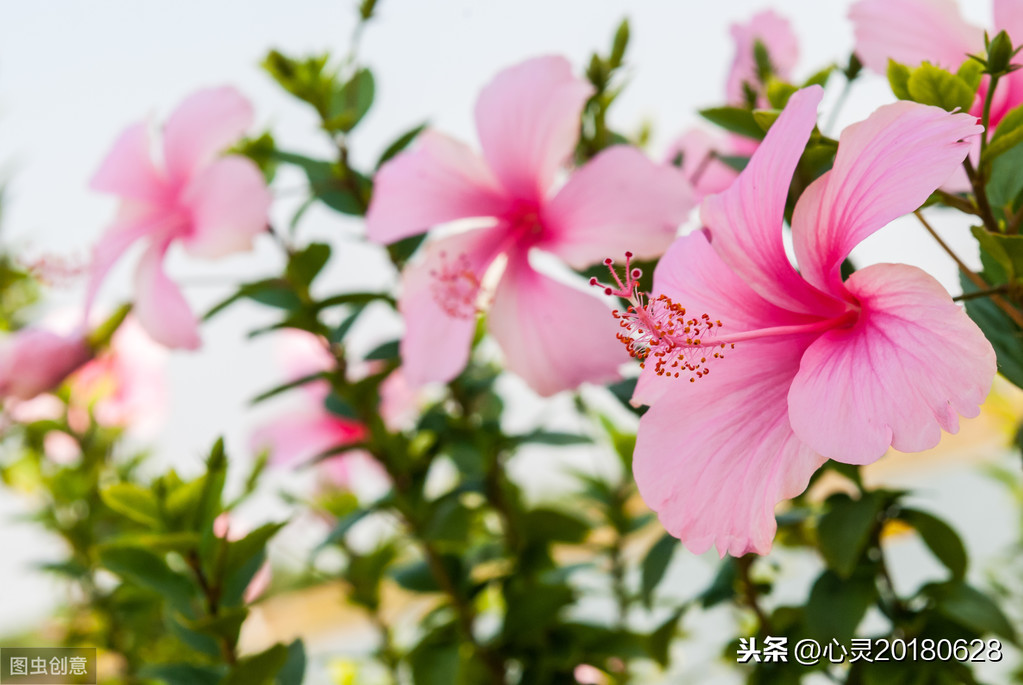 生日花及花語之11月份