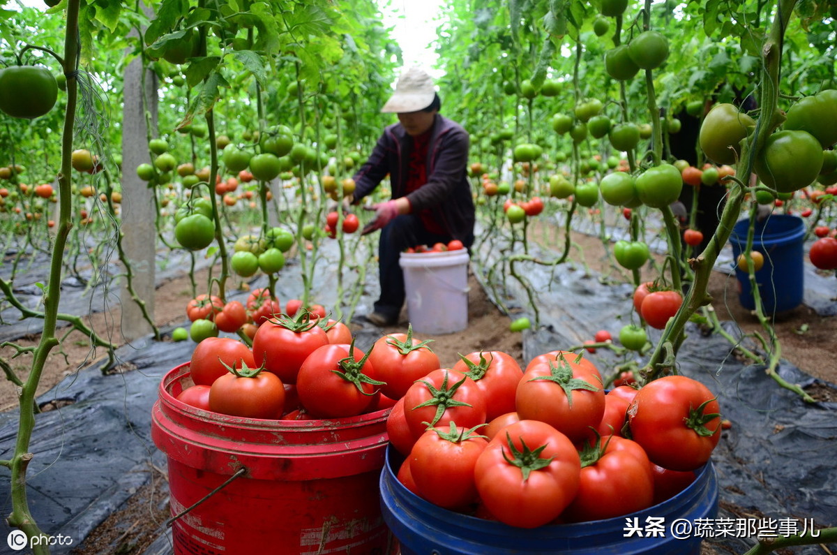 北京新发地市场：菜价继续小幅回落，芹菜、广茄周环比下降20%以上，尖椒、番茄价格上涨