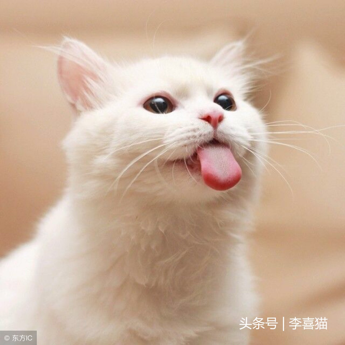 猫咪出现口臭很可能是健康状况的信号，铲屎官要重视起来认真应对