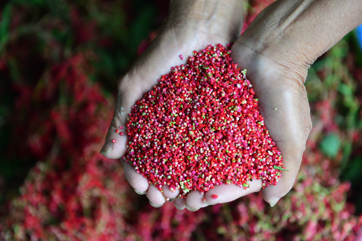 藜麥原產南美的安第斯山脈,英文名字quinoa,其實是西班牙語,源自美洲