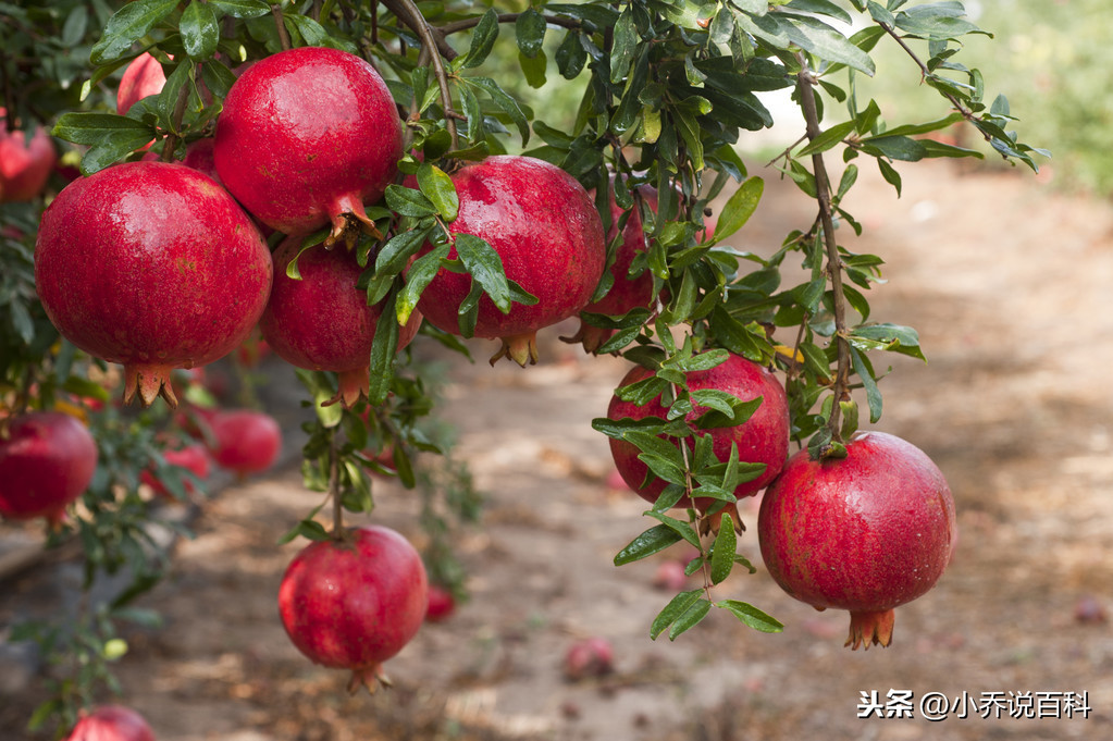 农村历来的传承“门前有三树，家兴富三世”