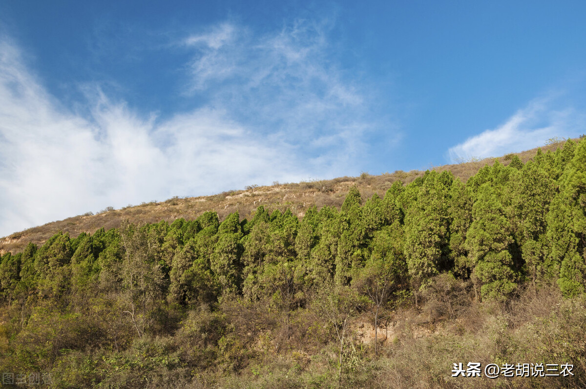 松树风水禁忌(农村俗语：“院内不栽松与柏，院外不栽桑与槐”是啥意思？)