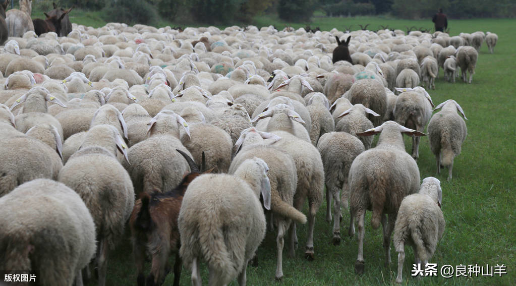 圈养和放养羊的利润与成本分别是多少？养羊50只一年赚多少钱？