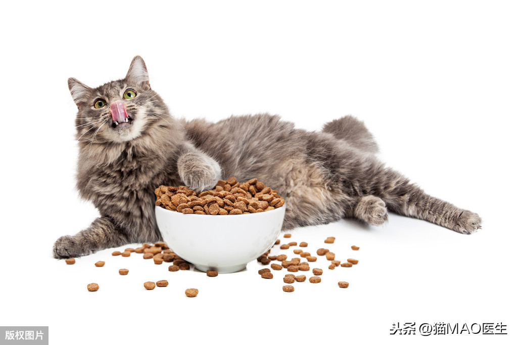 猫咪腹泻的9大原因，通常简单治疗可以康复，但特殊病因需要排查